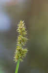 Awlfruit sedge